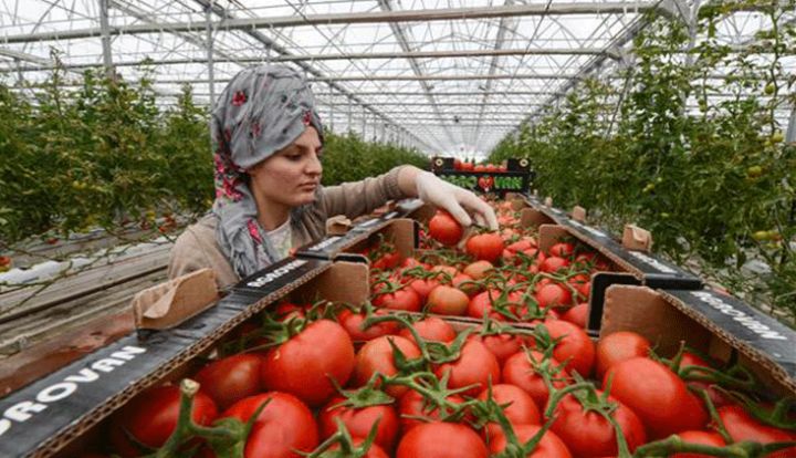 Azərbaycandan pomidor ixracı cüzi artıb